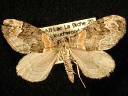 Image of Orange-barred Carpet