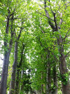 Image of African Baobab