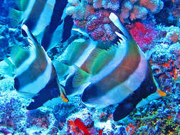 Image of Horned Bannerfish