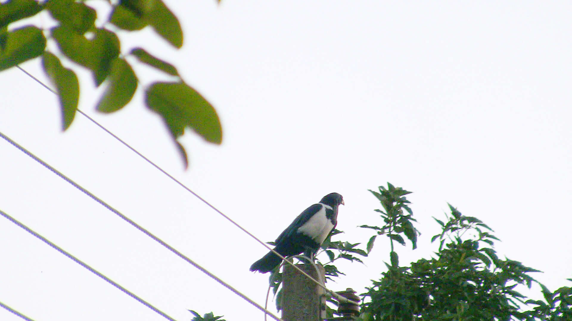 Image of Pied Crow