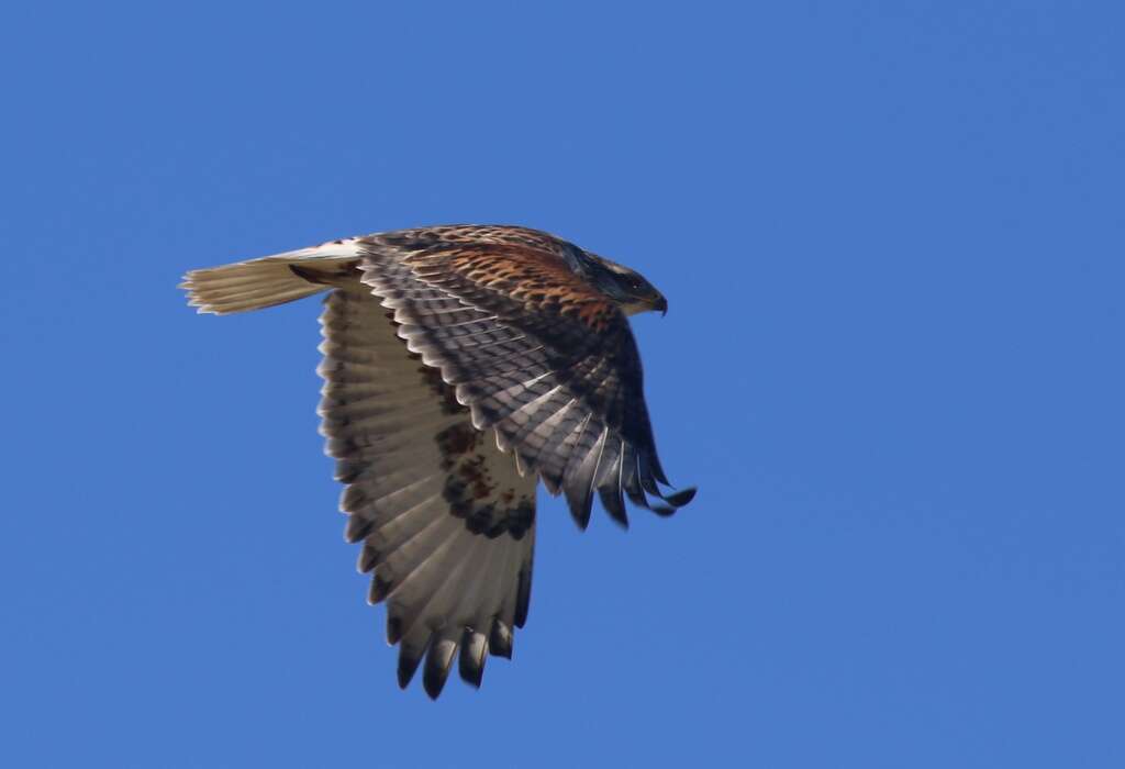 Image of Ferruginous Hawk