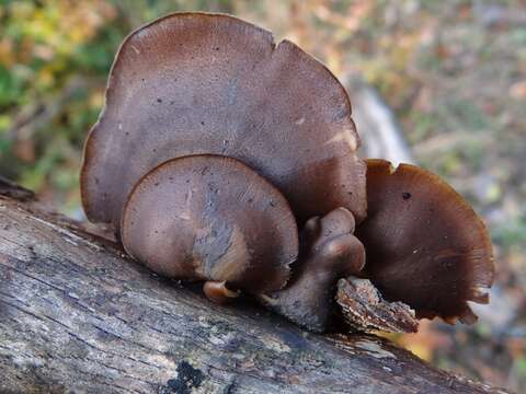 Image of Lentinus brumalis (Pers.) Zmitr. 2010