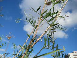 Image of lentil vetch