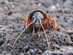 Image of European Mole Cricket