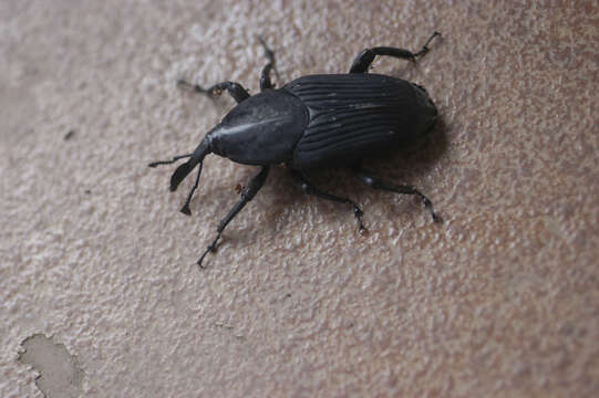 Image of Palm weevil
