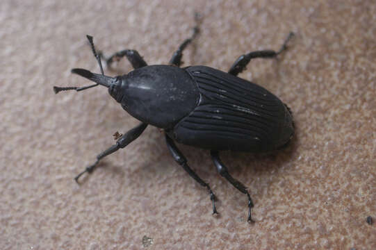 Image of Palm weevil