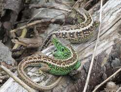 Image of Sand Lizard