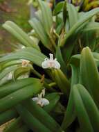 Image of Smooth burr orchid