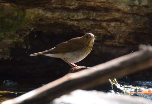 Image of Veery