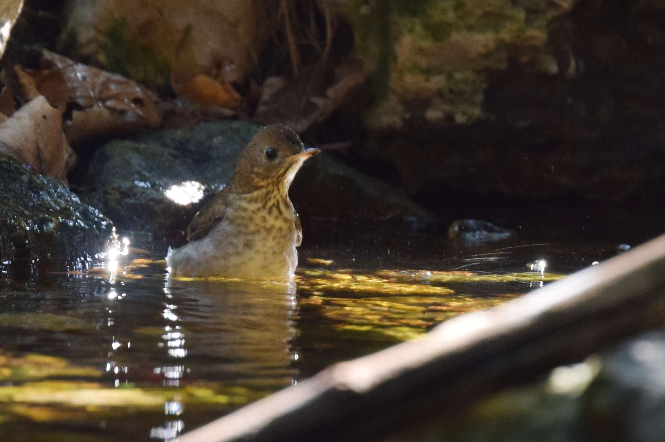 Image of Veery