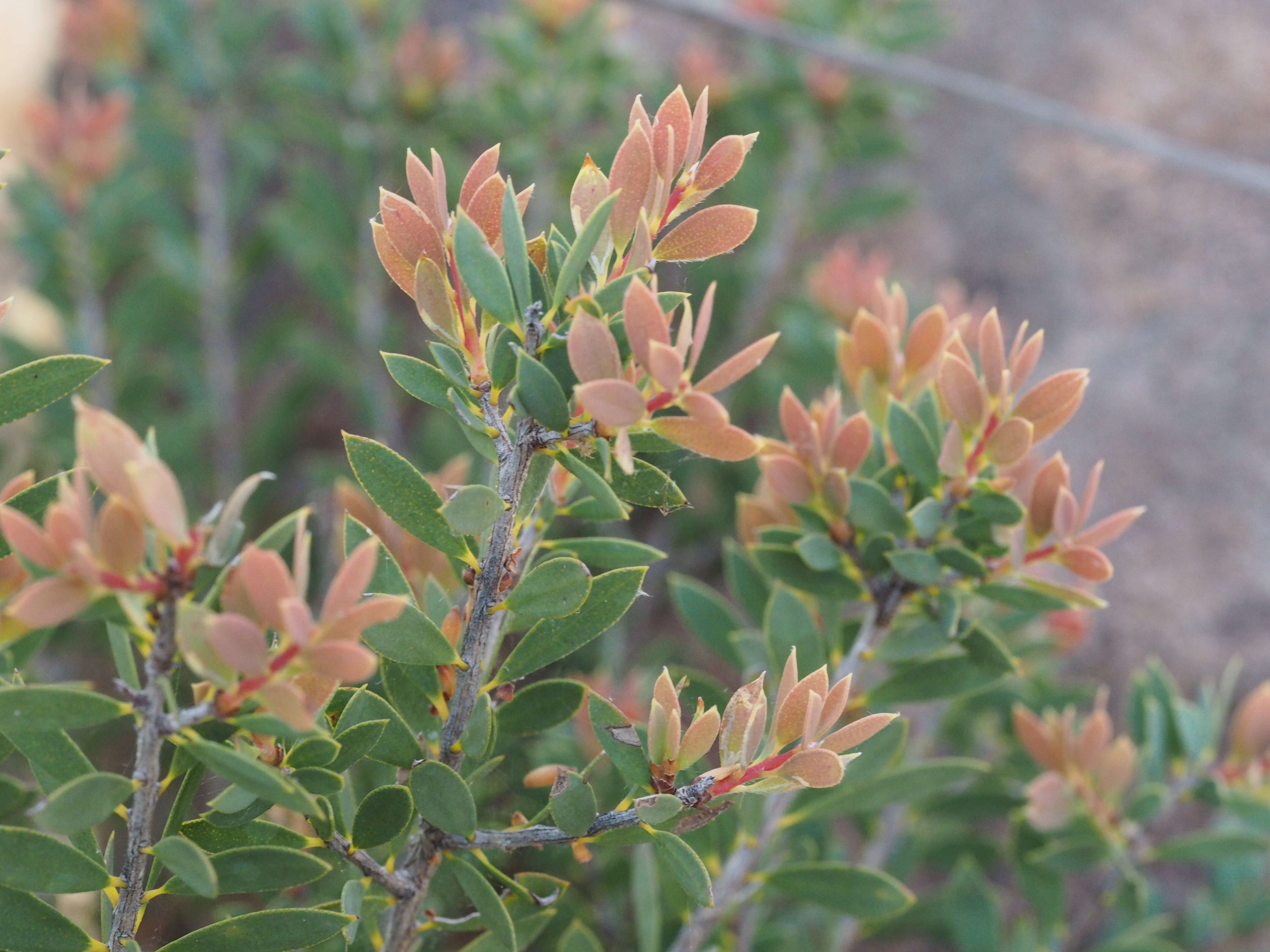 Sivun Melaleuca deanei F. Müll. kuva