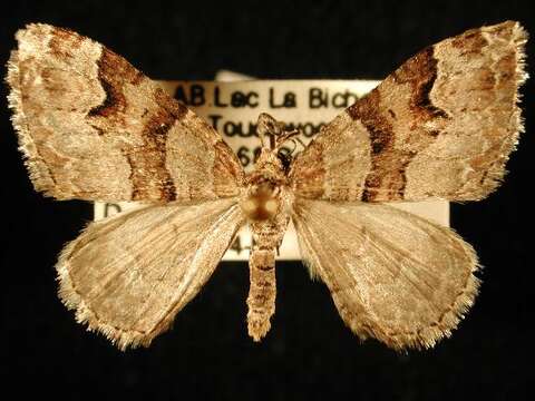 Image of Toothed Brown Carpet