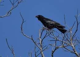 Image of American Crow