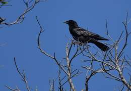 Image of American Crow