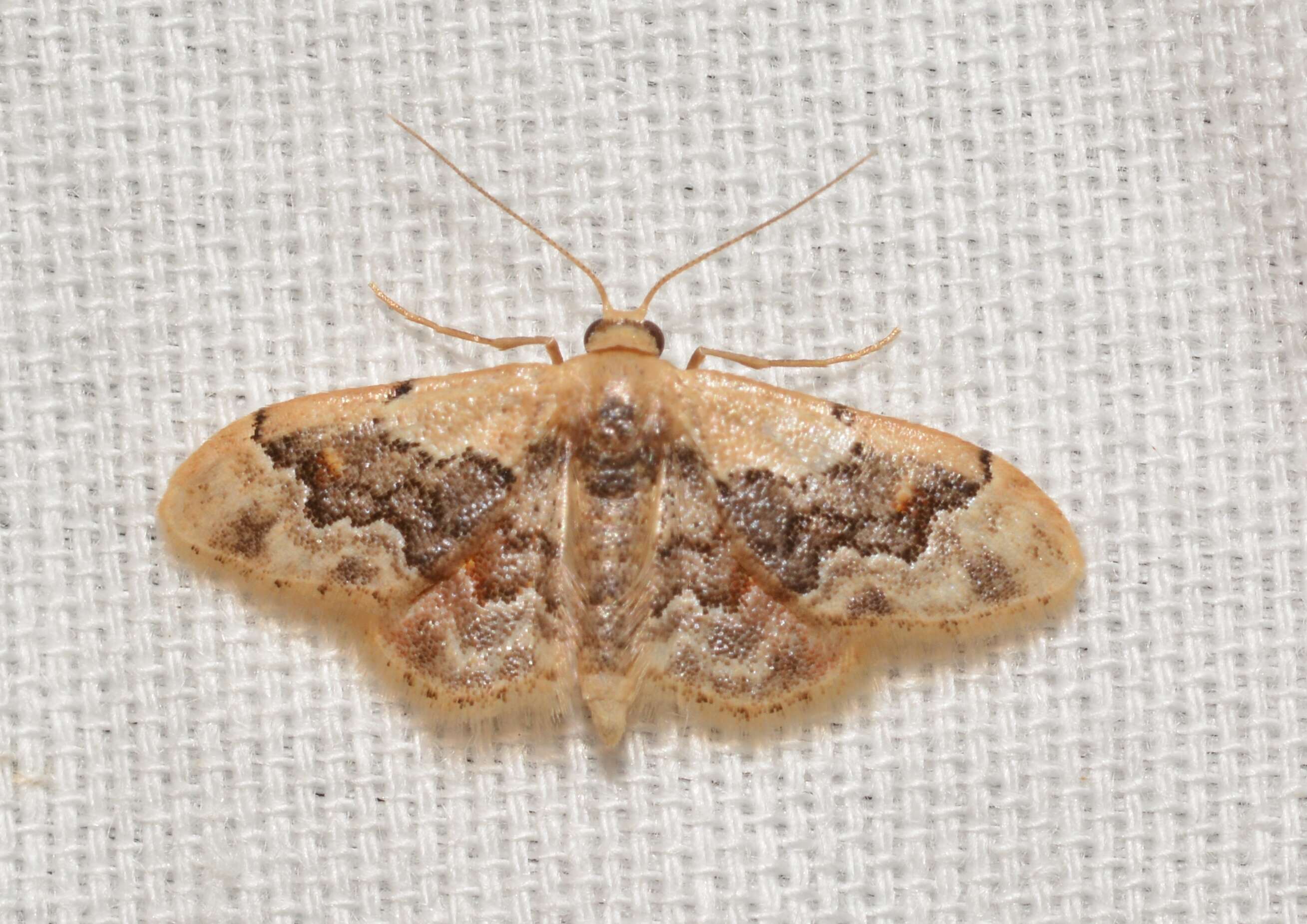 Image of Idaea gemmata Packard 1876