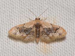 Image of Idaea gemmata Packard 1876