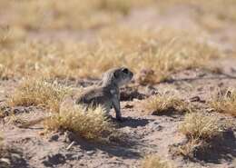 Image of Pygmy Ground Squirrels