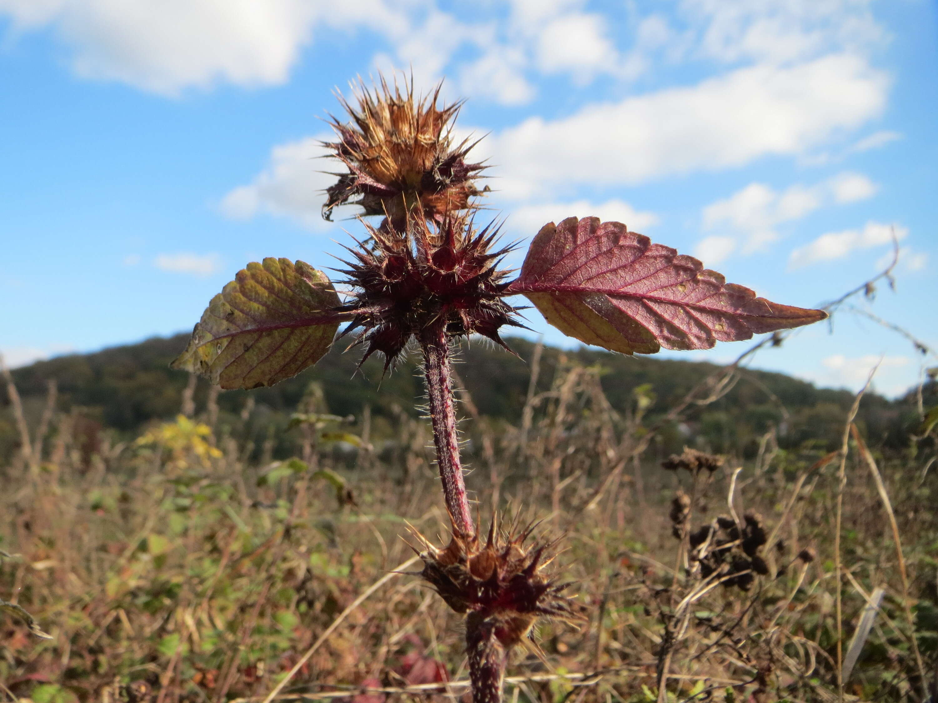 Image of Common hemp nettle