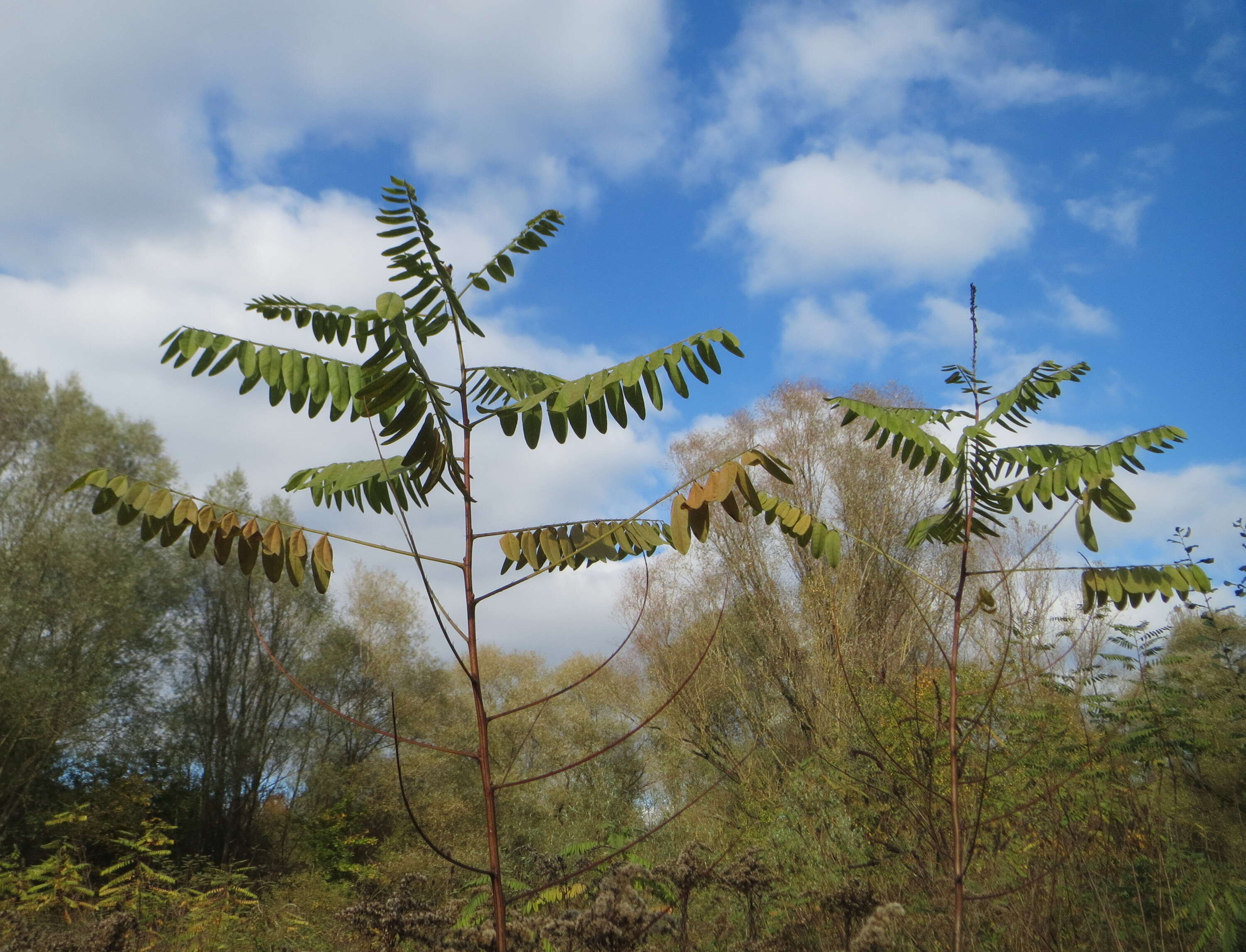 Amorpha fruticosa L. resmi