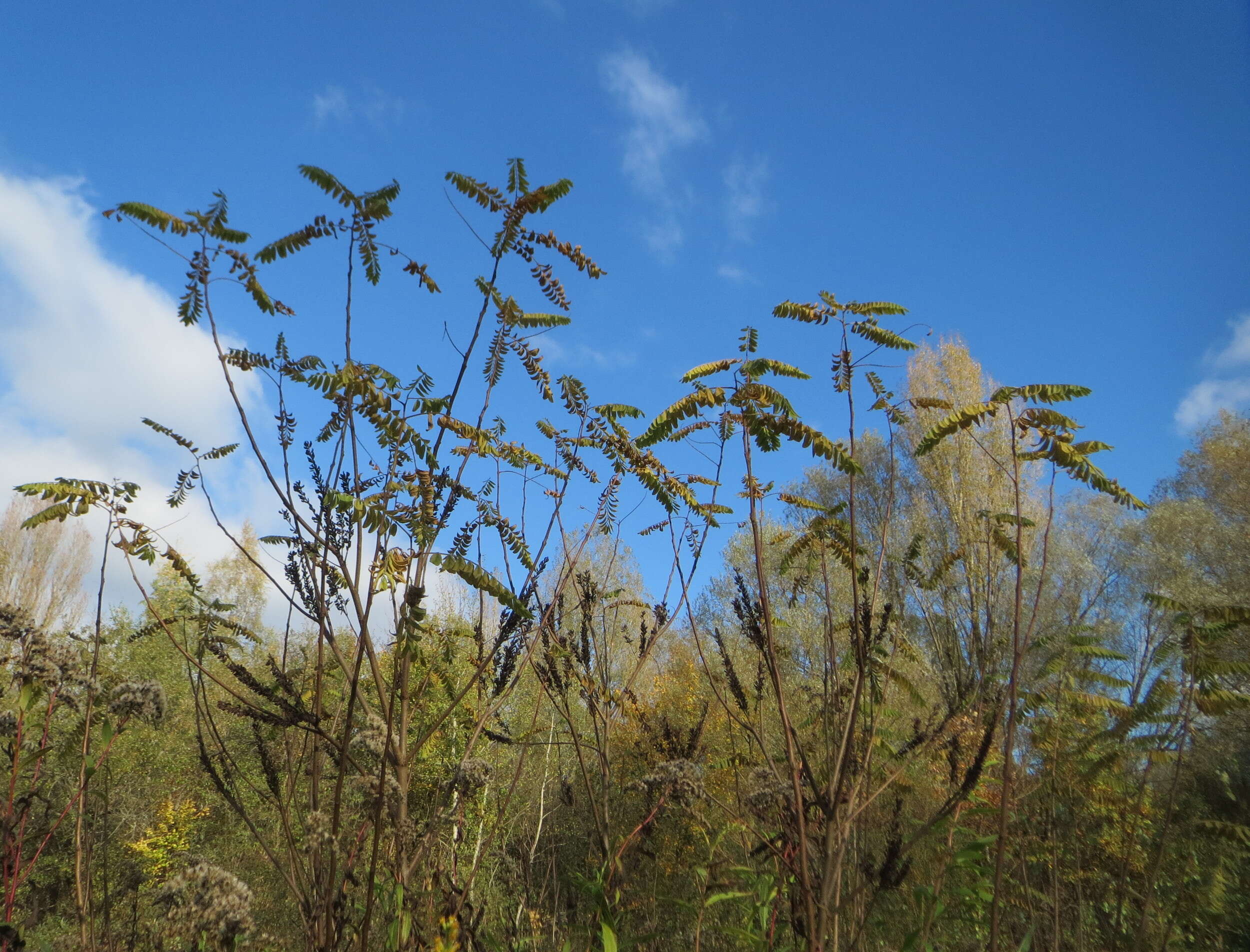 Amorpha fruticosa L. resmi