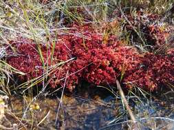 Image of Magellan's Sphagnum