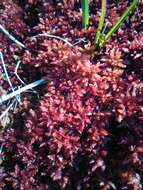 Image of Magellan's Sphagnum