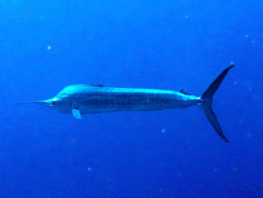 Image of Blue marlin fish