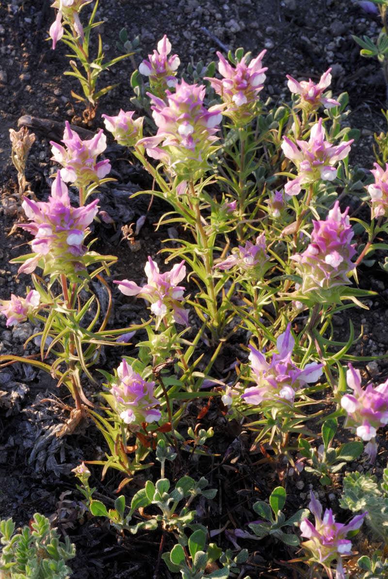 Image of toothed owl's-clover