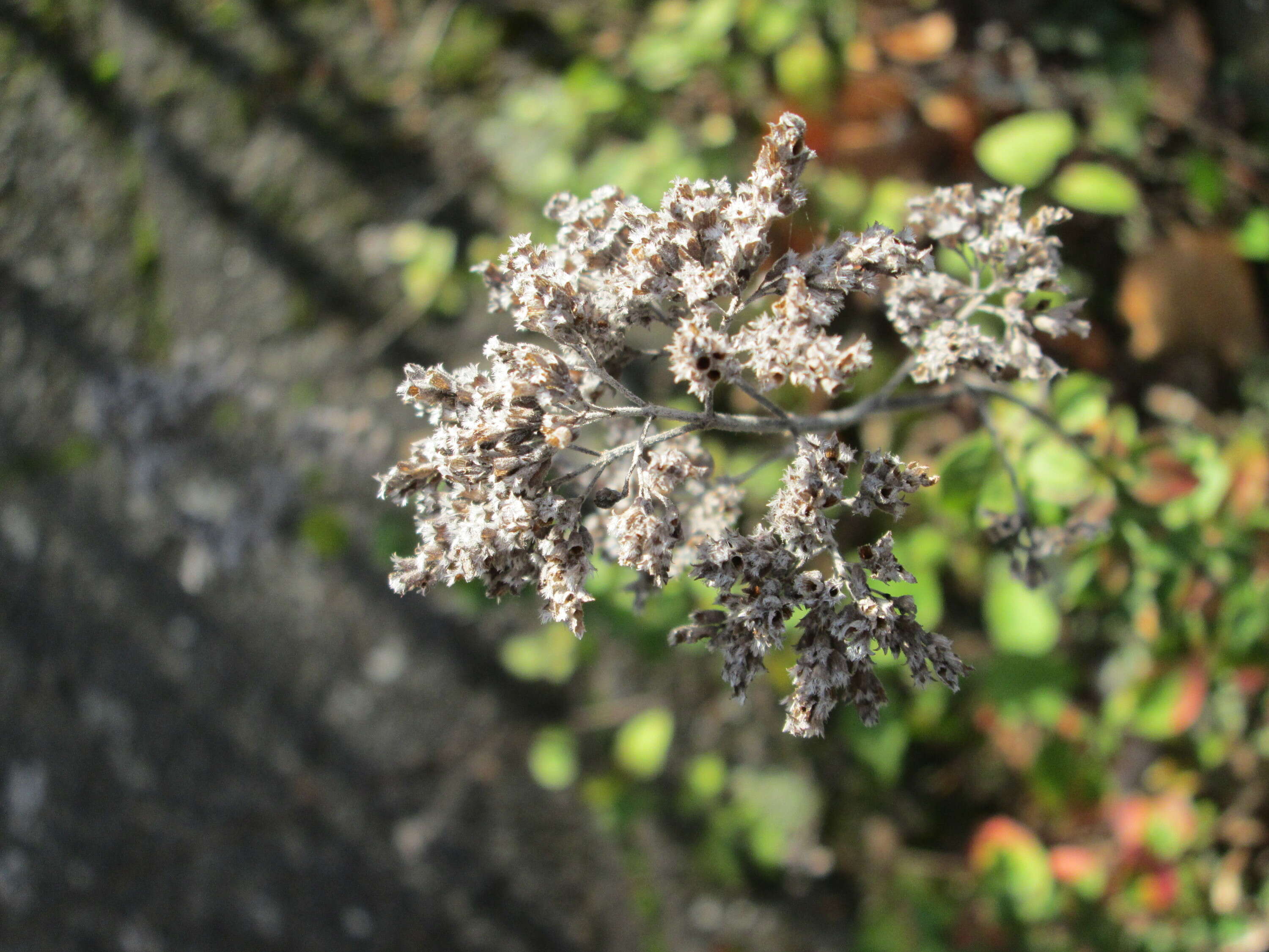 Image of oregano