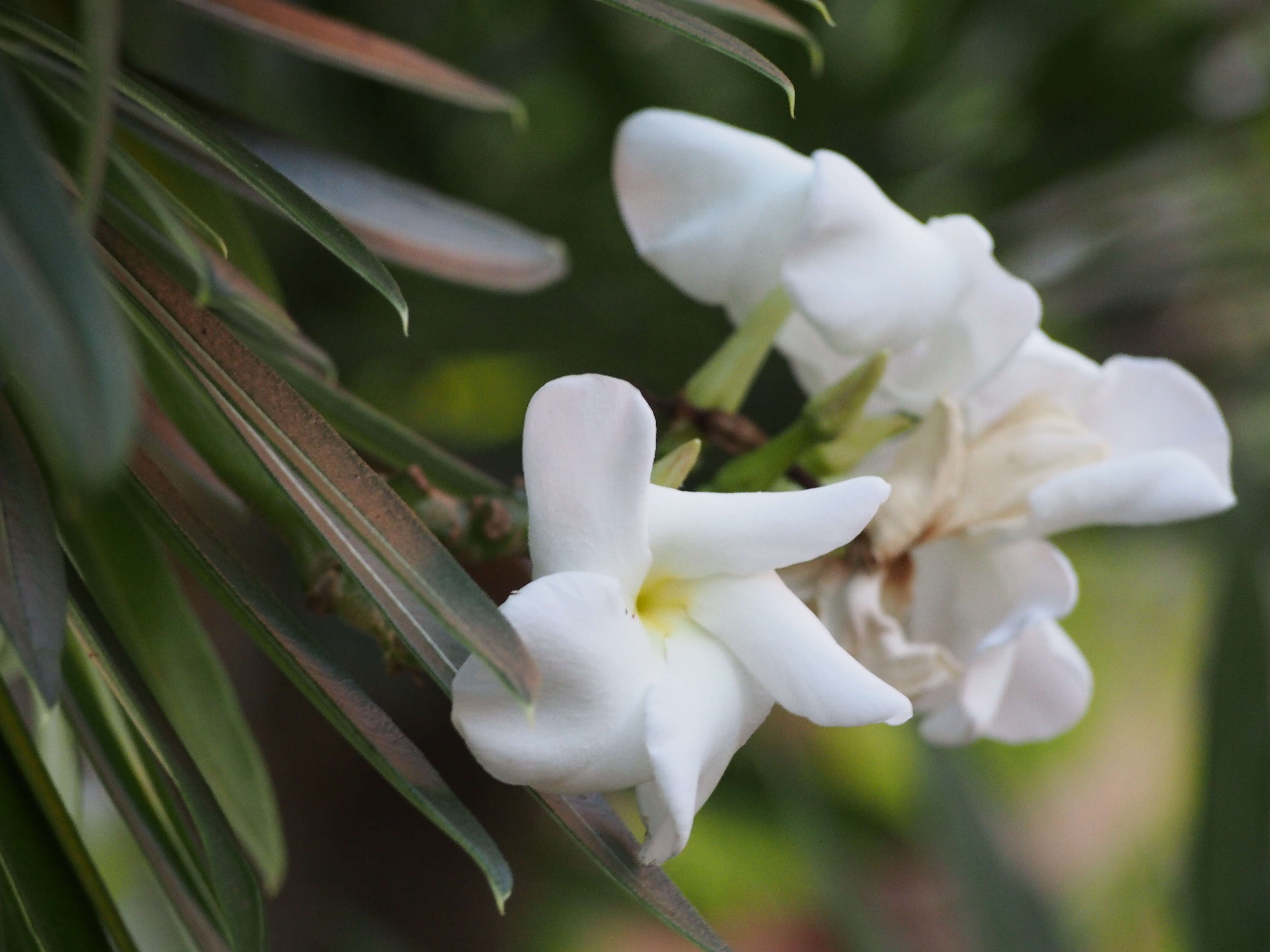 Image of Pachypodium lamerei Drake