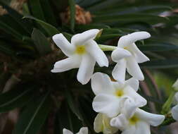 Image of Pachypodium lamerei Drake