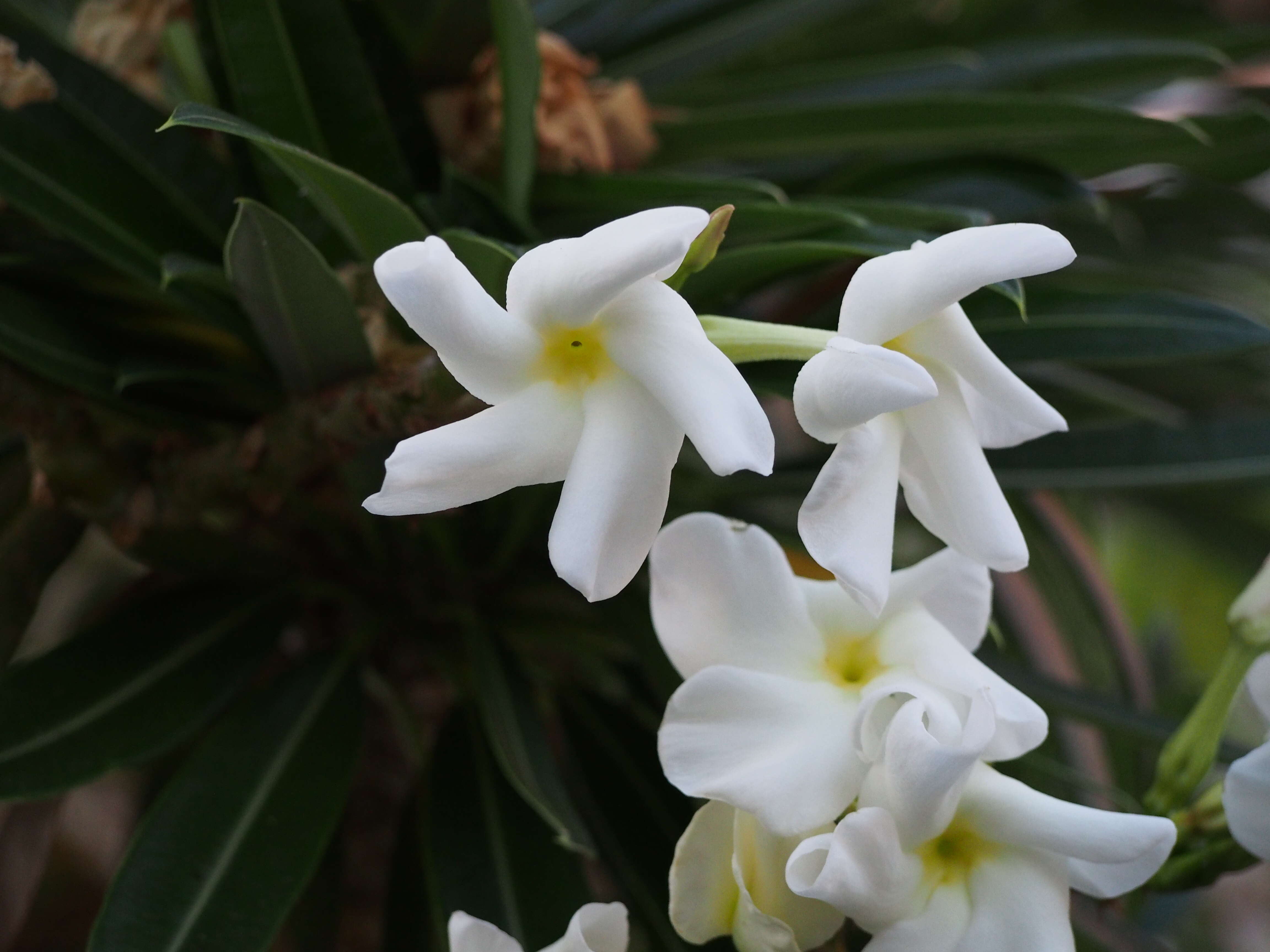 Image of Pachypodium lamerei Drake