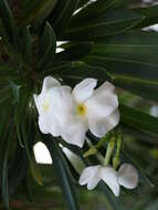 Image of Pachypodium lamerei Drake