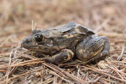 Image of Perez's Frog