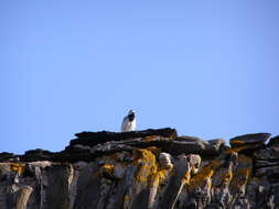 Image of Pied Wagtail and White Wagtail