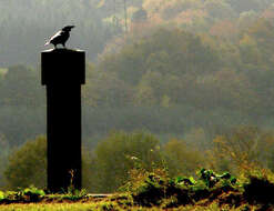 Image of Carrion Crow