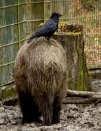 Image of Carrion Crow