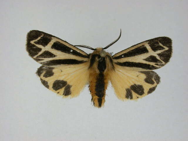 Image of Nais Tiger Moth