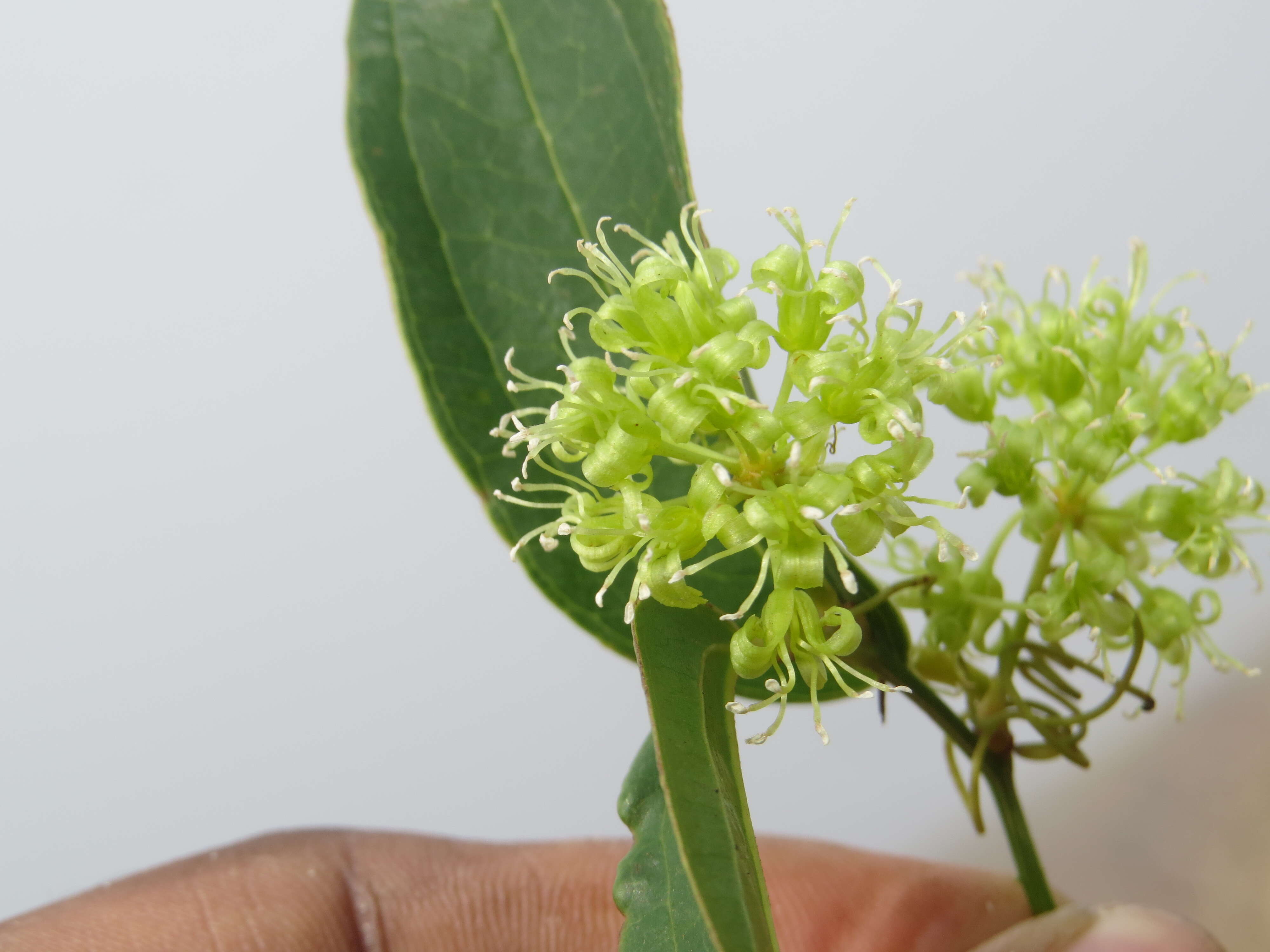 Image of Smilax zeylanica L.