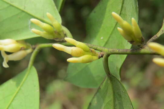 Sivun Diospyros oocarpa Thwaites kuva