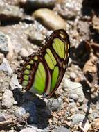 Image of dido longwing