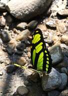 Image of dido longwing