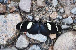 Image of Heliconius wallacei Reakirt 1866