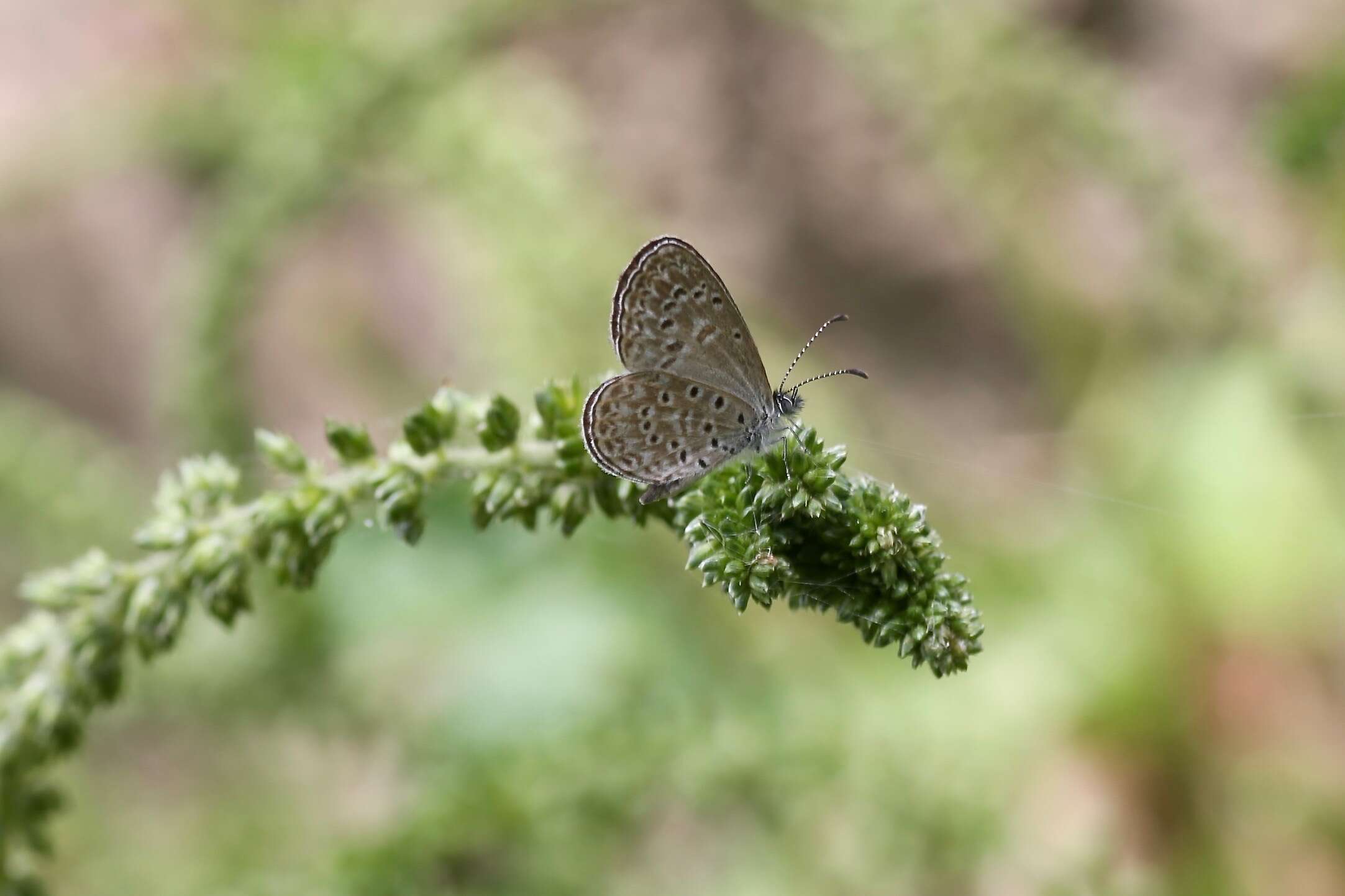 Слика од Lycaena mela Strecker 1900