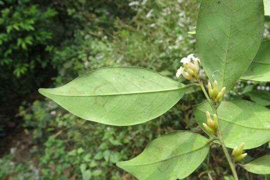 Sivun Diospyros oocarpa Thwaites kuva