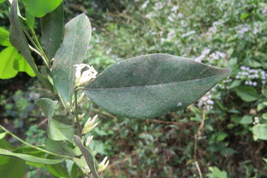 Diospyros oocarpa Thwaites的圖片