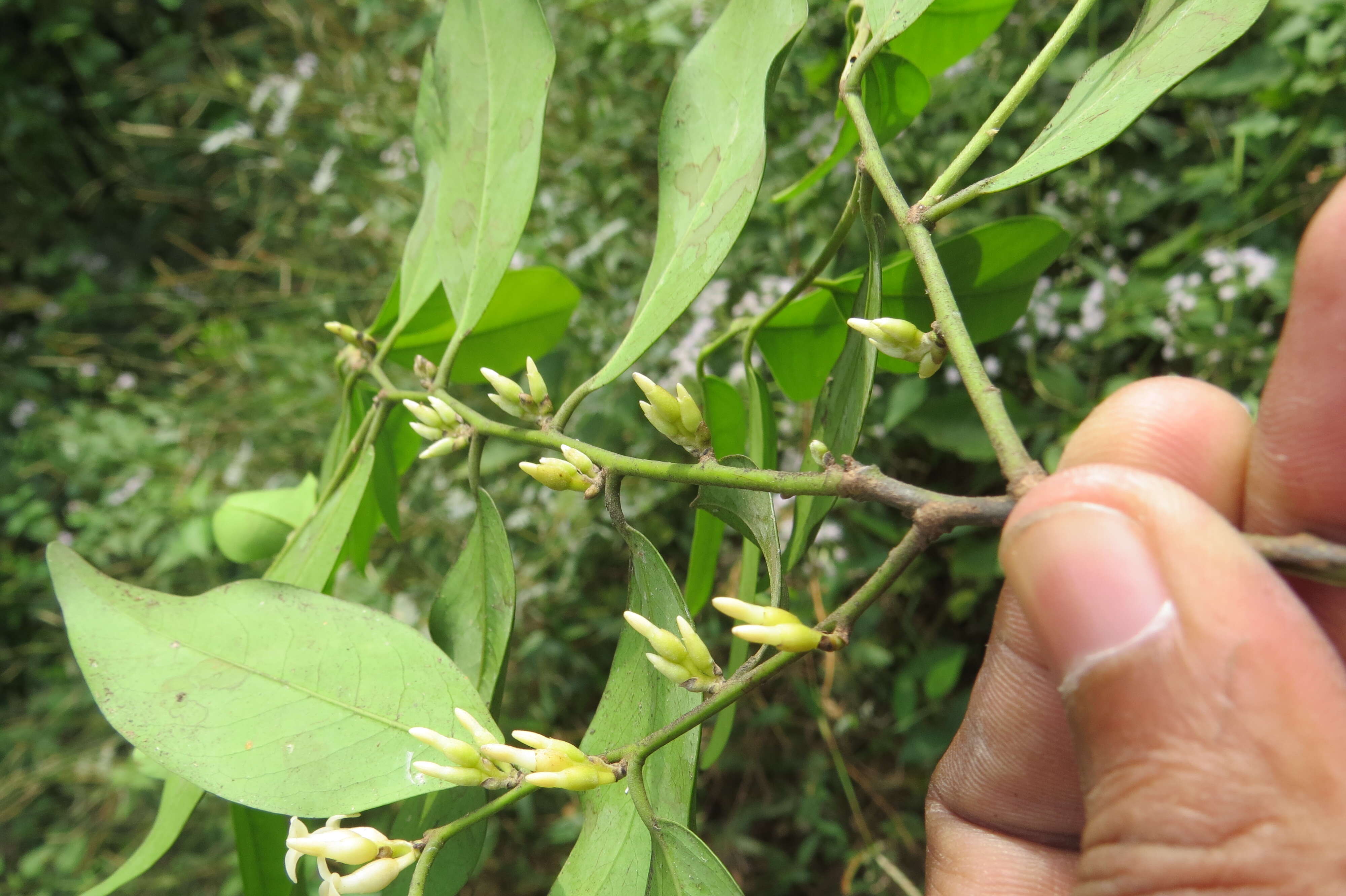 Sivun Diospyros oocarpa Thwaites kuva