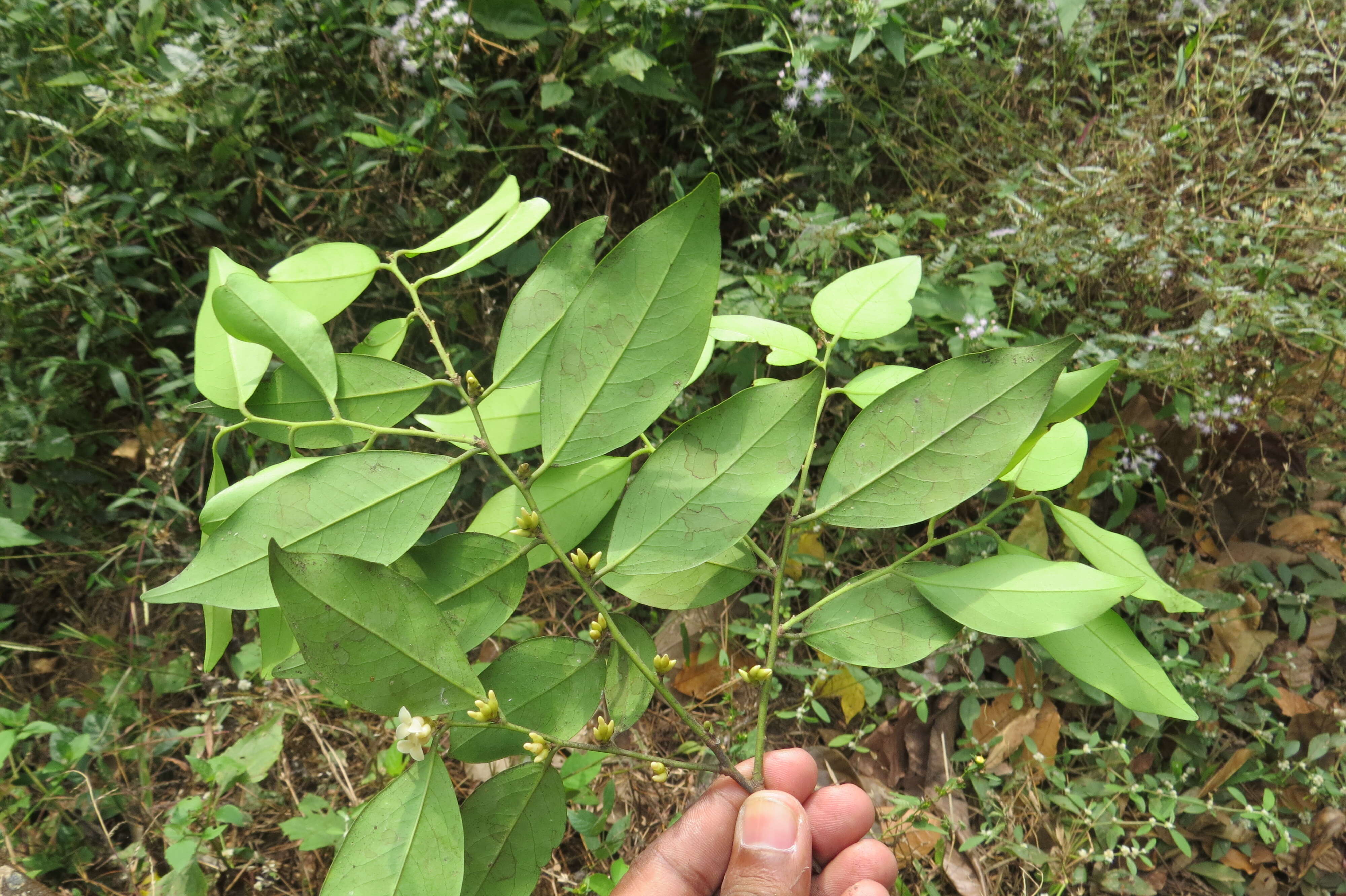 Sivun Diospyros oocarpa Thwaites kuva