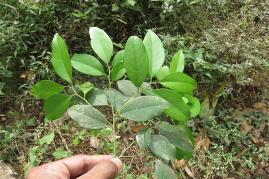 Image of Diospyros oocarpa Thwaites