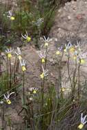 صورة Nemesia cheiranthus E. Mey. ex Benth.